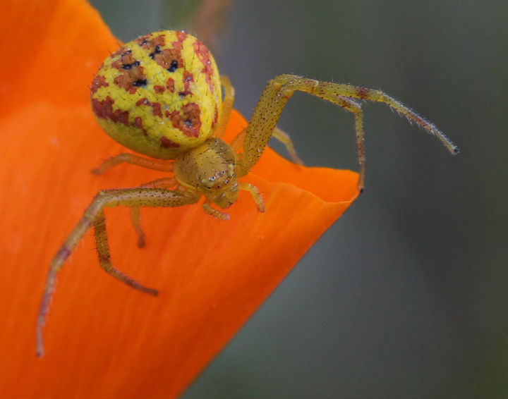 Crab Spider